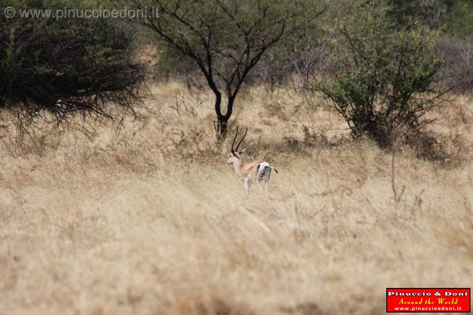 Ethiopia - Netch Sar Park - 68 - Bushbuck.jpg